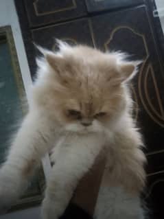 Persian cat