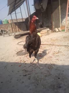 Aseel male for sale urgent