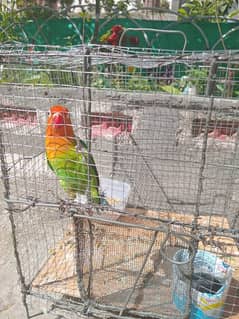 0344 5278234 parrot for sale