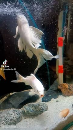 4 Koi Fish with Aquarium in Rawalpindi