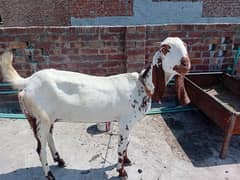 Goat for sale