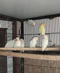 Albino B2 breeder 0324 4333108