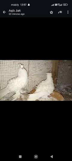 White frill back breeder pair for sale