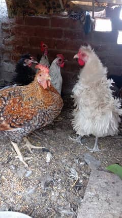 Aoa hen for sale and aseel price 3500 egg dete ha sare murgia