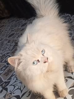 triple coated female cat light blue eyes available in normal price