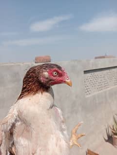 ASEEL Miawali small size hen for sale