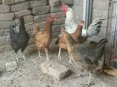 Golden Misri pair. . . 4 hens 1 murga