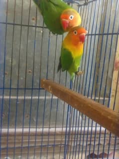 Love Bird Pair, Eid Gift for you