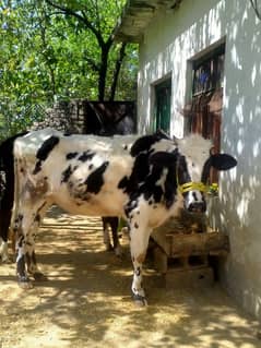 Jersey friesian cows for sale