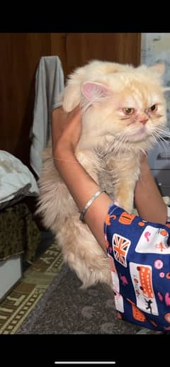 Persian Male Triple coat Punch Face