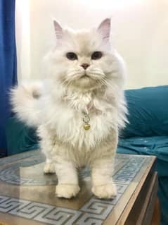 Persian cat