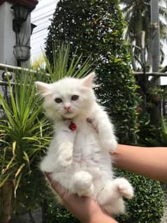 Persian punch face cat and kitten triple coated for sale