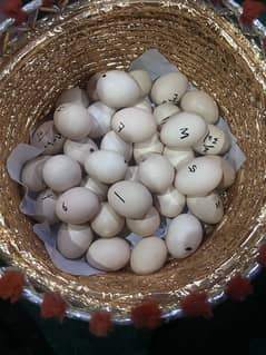 Mushka / Jawa big size fertile egg for sell