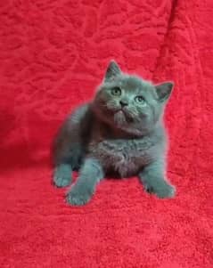 British shorthair kittens