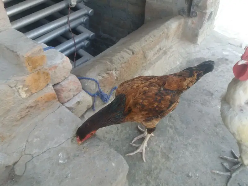 aseel murgi — photo 2