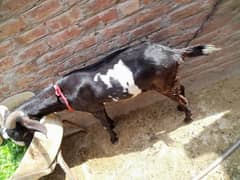 desi goat for sale