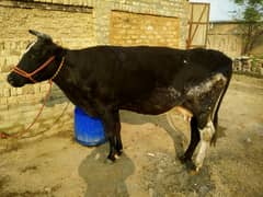 Friesian Cholistani breed Gaban 3month Doctor Pass