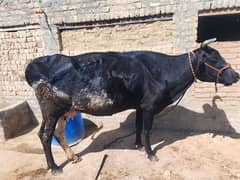 Friesian