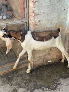 bakra for sale