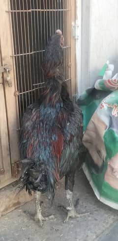 PURE DRAGON, THAI DRAGON AND PAKOYE CHICKS FOR SALE