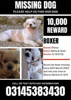 Reward 30000 for my missing dog from Islamabad