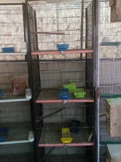 Lovebirds chicks and pair for sale