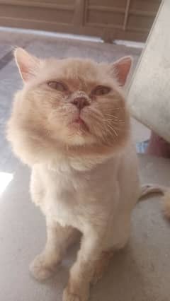 punch face Persian cat