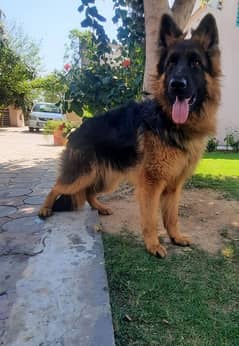 top quality long coat german shephered male for sale