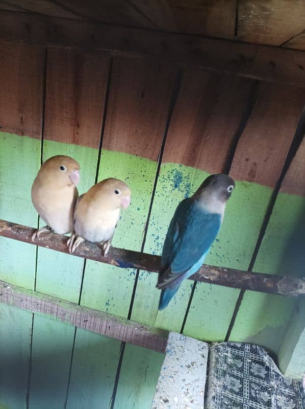Breeder pairs 1