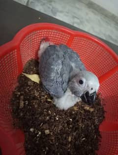 03319974101African Grey Parrot cheeks for sal