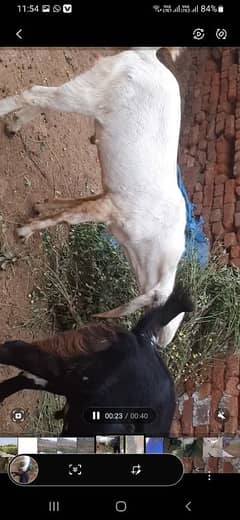 desi bakra bredr white color