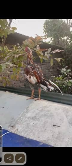 Sindhi mianwali aseel rooster for sale