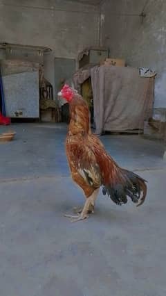 pure pakistani aseel rooster