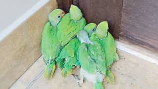 GREEN RINGNECK PARROT 5 CHICKS FOR SALE.