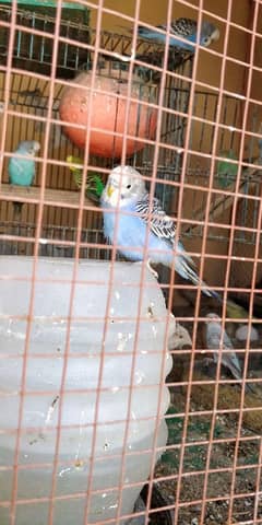 budgie