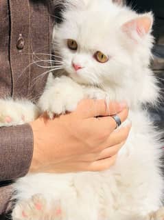 Persian White & Grey kittens Vaccinated 8 months old