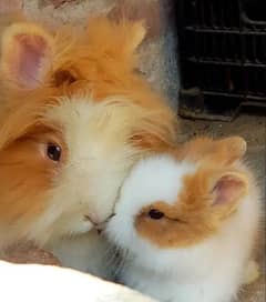 lionhead dwarf bunnies