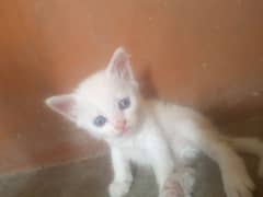 Persian kitten odd eyes very active and