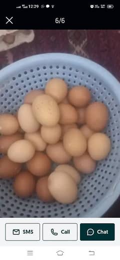 lohman brown eggs for sale