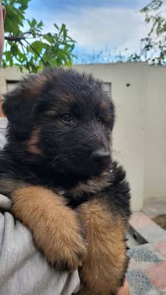 German Shepherd Female Pup