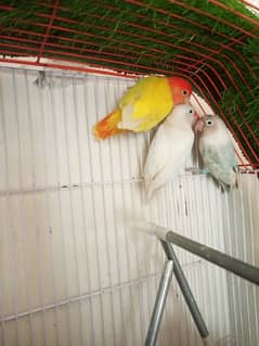 lovebirds for sale 1 male and 2 female