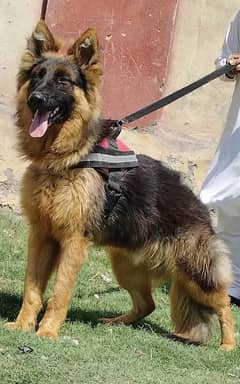 German shefard Long coat male 7 month for sale