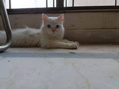 Persian Triple Coat Deaf Cat for Sale