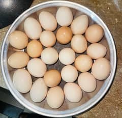 Organic and fertile desi eggs (100%). without feed