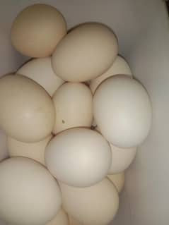 Aseel eggs for sale in Morgah Rawalpindi. All eggs are fresh.