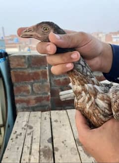 aseel Thai pair and shindi female