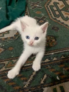 Female kitten Odd eyes  50 days age  Urgent  sale