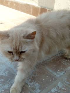 Persian Cats for sale both male and female