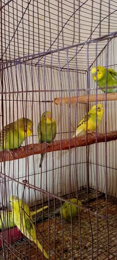 Budgies