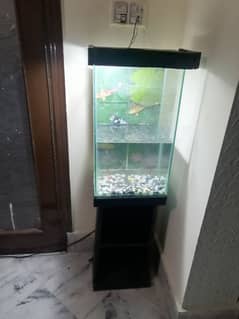 Fish Aquarium